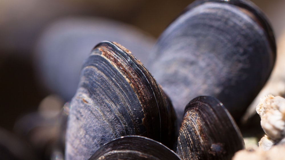 Mussels, one of Flanders great culinery offerings